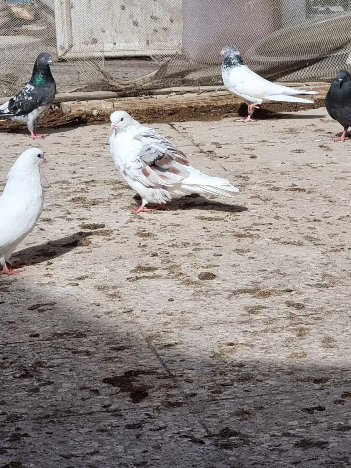 دوکت پرشی|پرنده|بندرلنگه, |دیوار