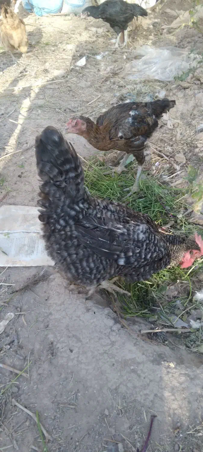 مرغ بوقلمون غاز خانگی|حیوانات مزرعه|نیشابور, خیام|دیوار