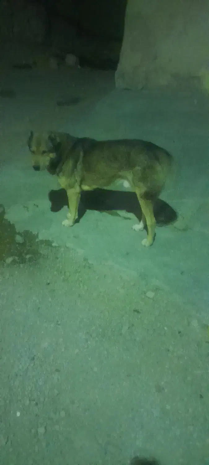 واگزاری|سگ|کلیائی, |دیوار