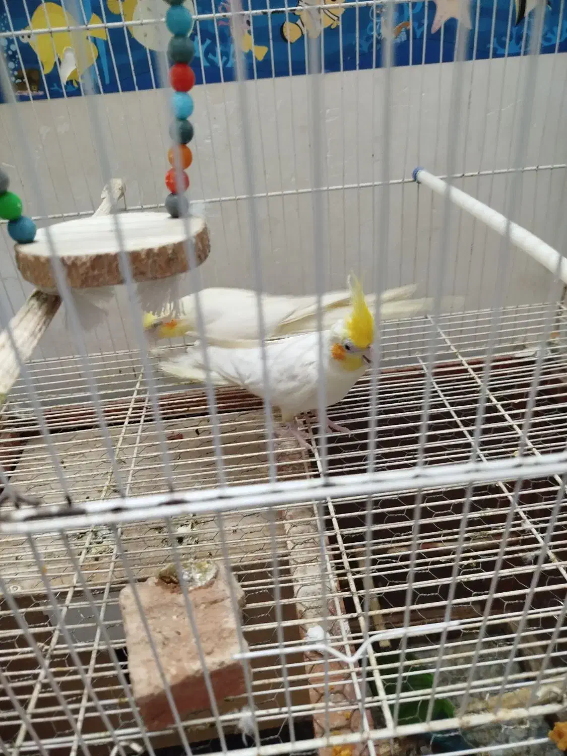 پرنده عروس هلندی|پرنده|گنبد کاووس, |دیوار