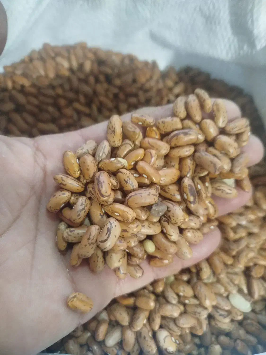 لوبیا چیتی درشت|خوردنی و آشامیدنی|قم, علی آباد|دیوار