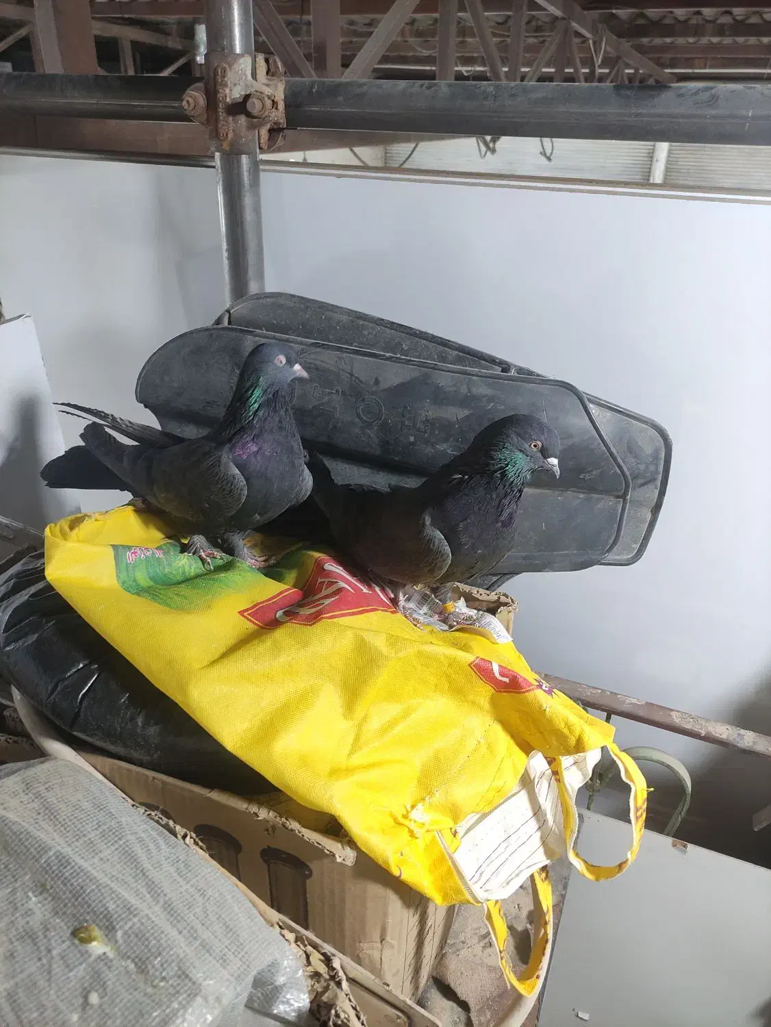 کبوتر اصفهانی سیاه و کوی کله ماستی|پرنده|نجفآباد, گلدشت|دیوار