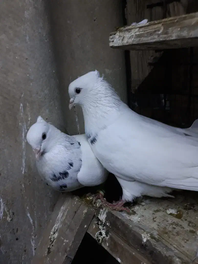 جفت طوق الماسی جوان|پرنده|اهواز, بهارستان|دیوار