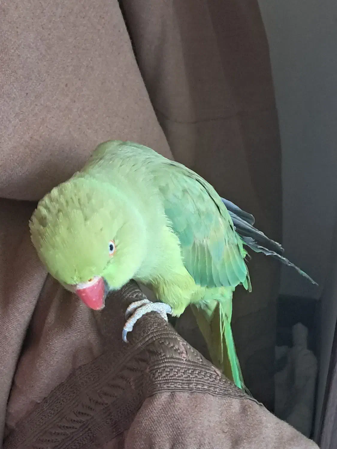 طوطی ملنگو ماده|پرنده|فردیس, فردیس|دیوار