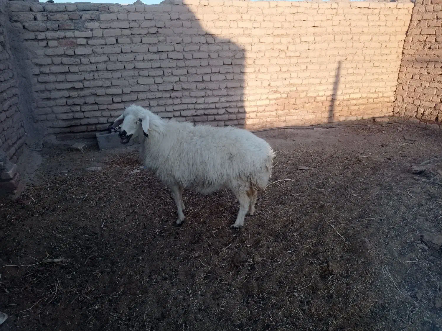 میش دورگ|حیوانات مزرعه|بردسیر, |دیوار