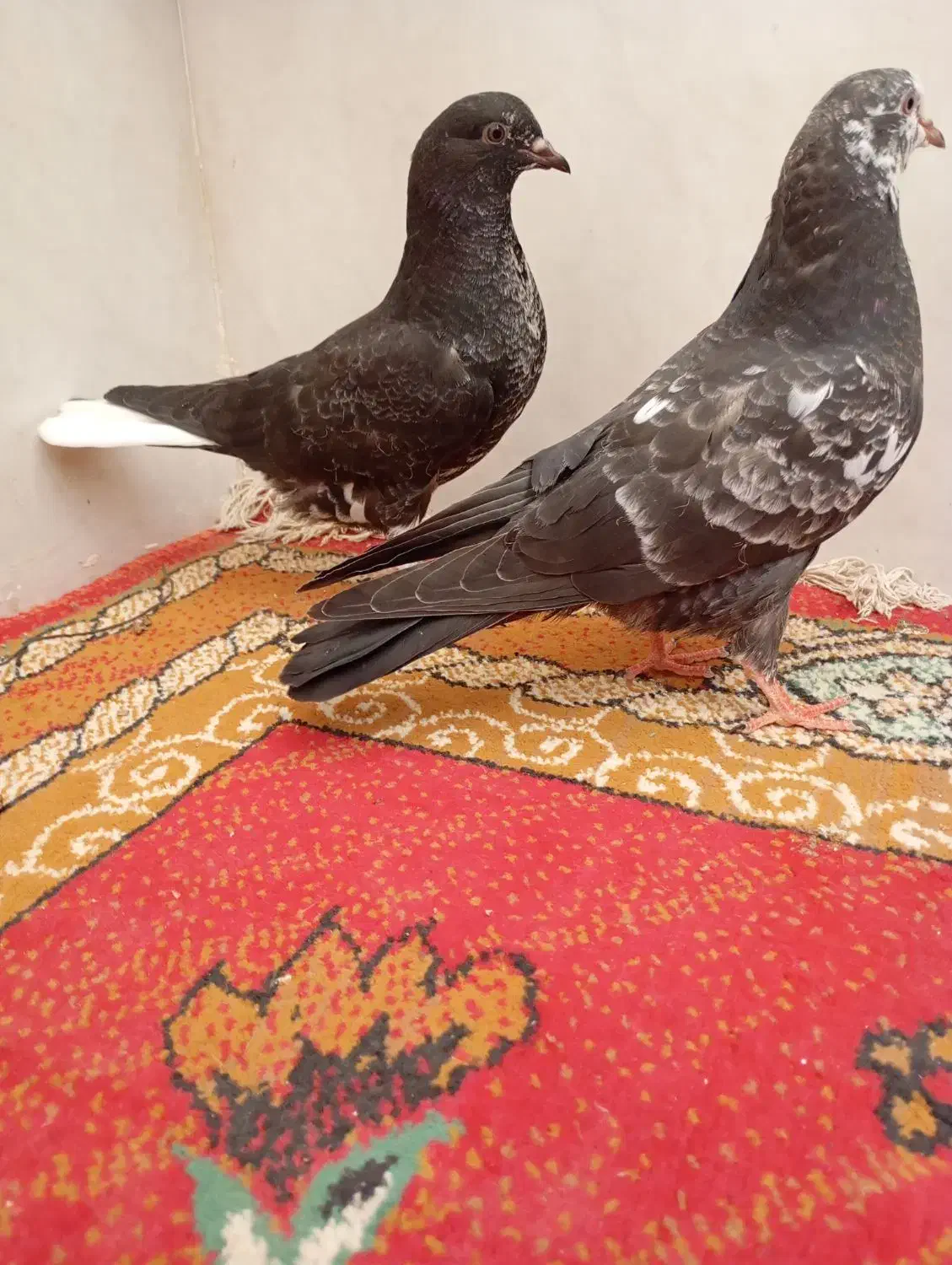 پرشی|پرنده|قم, ناصردیوان|دیوار