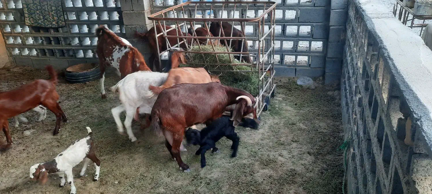 چند عدد بز|حیوانات مزرعه|سیریک, |دیوار