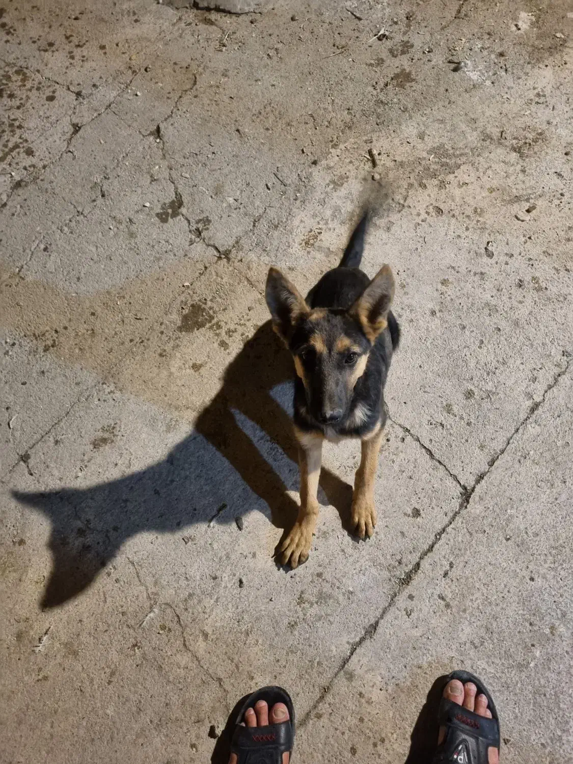 سگ ژرمن|سگ|بیستون, |دیوار