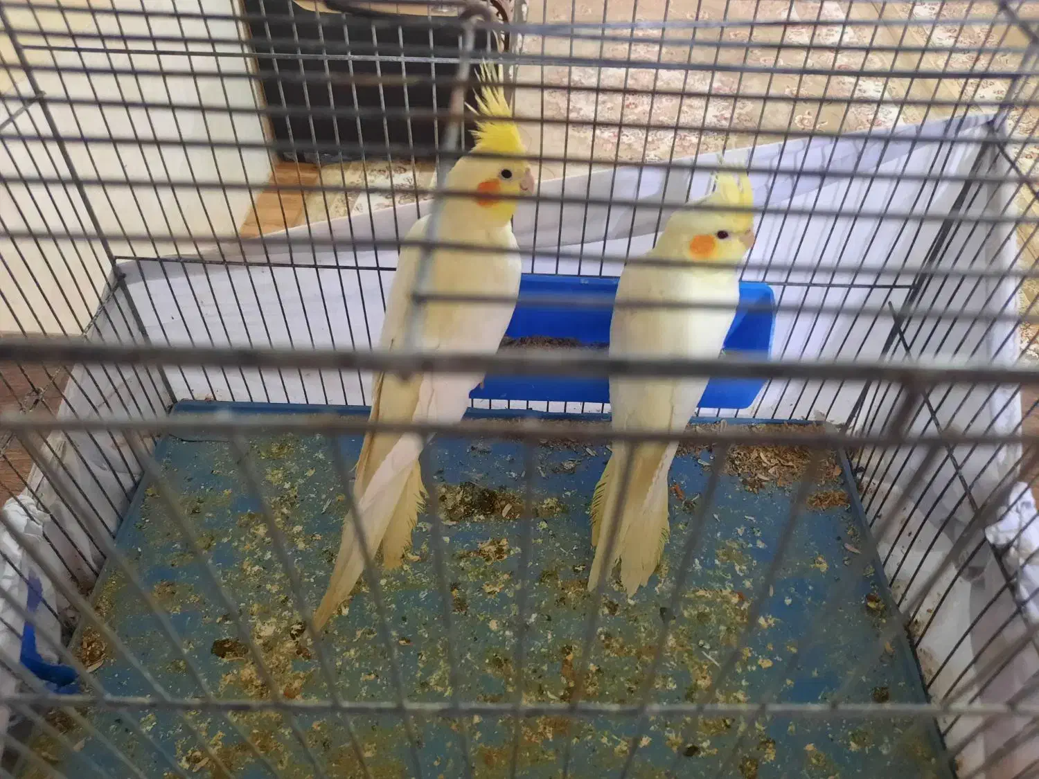 عروس هلندی|پرنده|ماهدشت, |دیوار