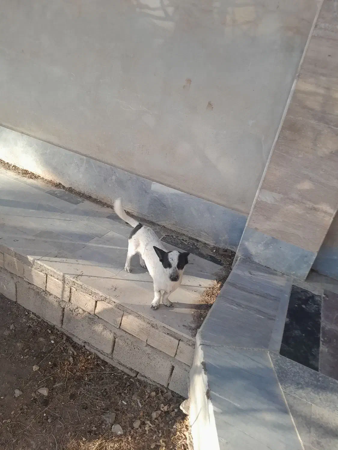 یک عدد سگ نر|سگ|برخوار, |دیوار