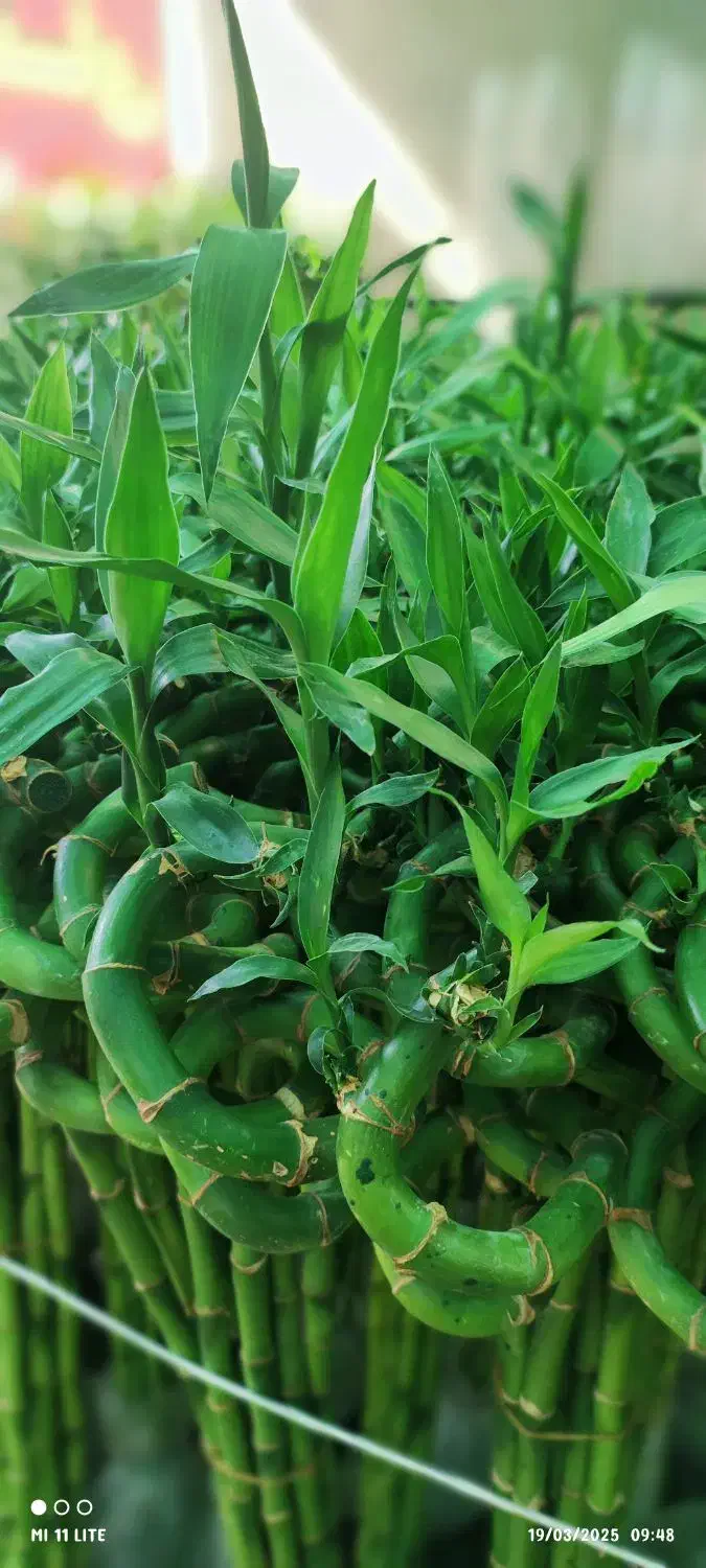 بامبو .گل و گیاه طبیعی|گل و گیاه طبیعی|ورامین, ورامین|دیوار