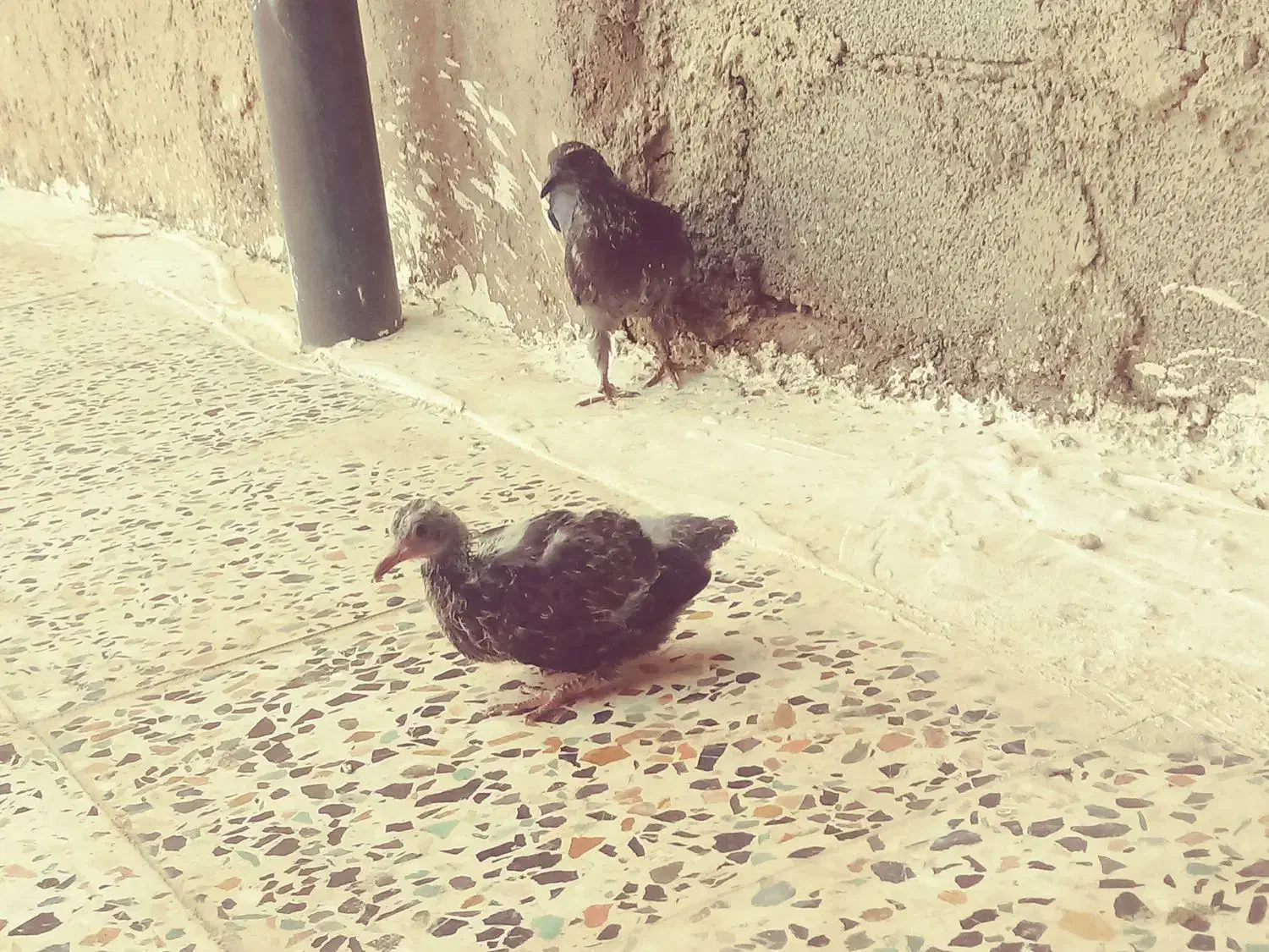 چند عدد کبوتر پرشتی|پرنده|ویسیان, |دیوار