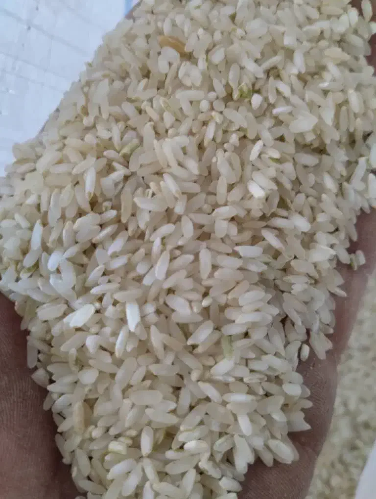 برنج کامفیروزی|خوردنی و آشامیدنی|شیراز, تلخ داش|دیوار