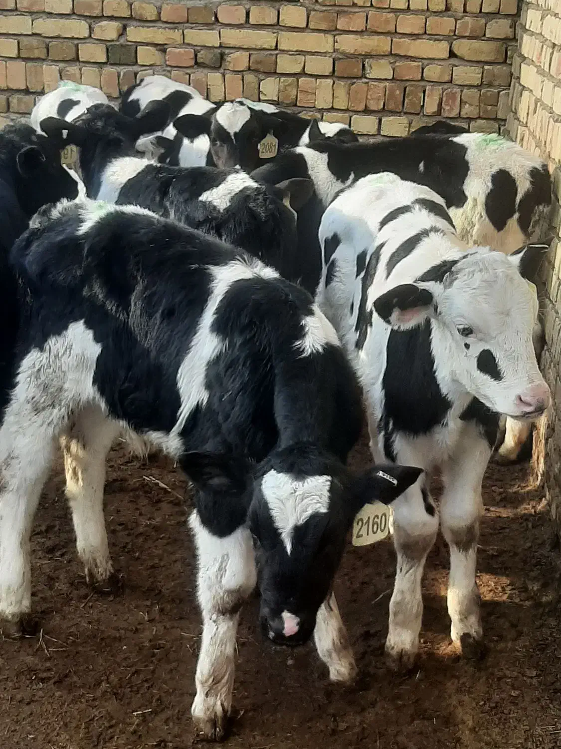 گوساله شیر خور|حیوانات مزرعه|بشاریات, |دیوار