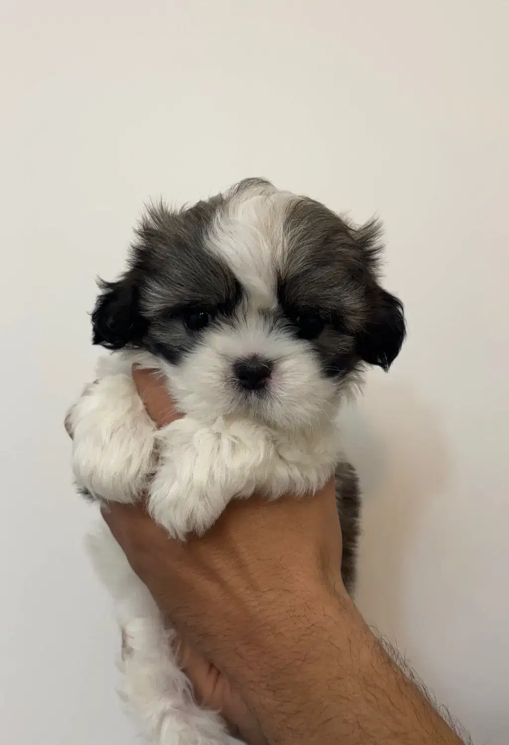 سگ شیتزو سوپرفلت|سگ|ساری, |دیوار