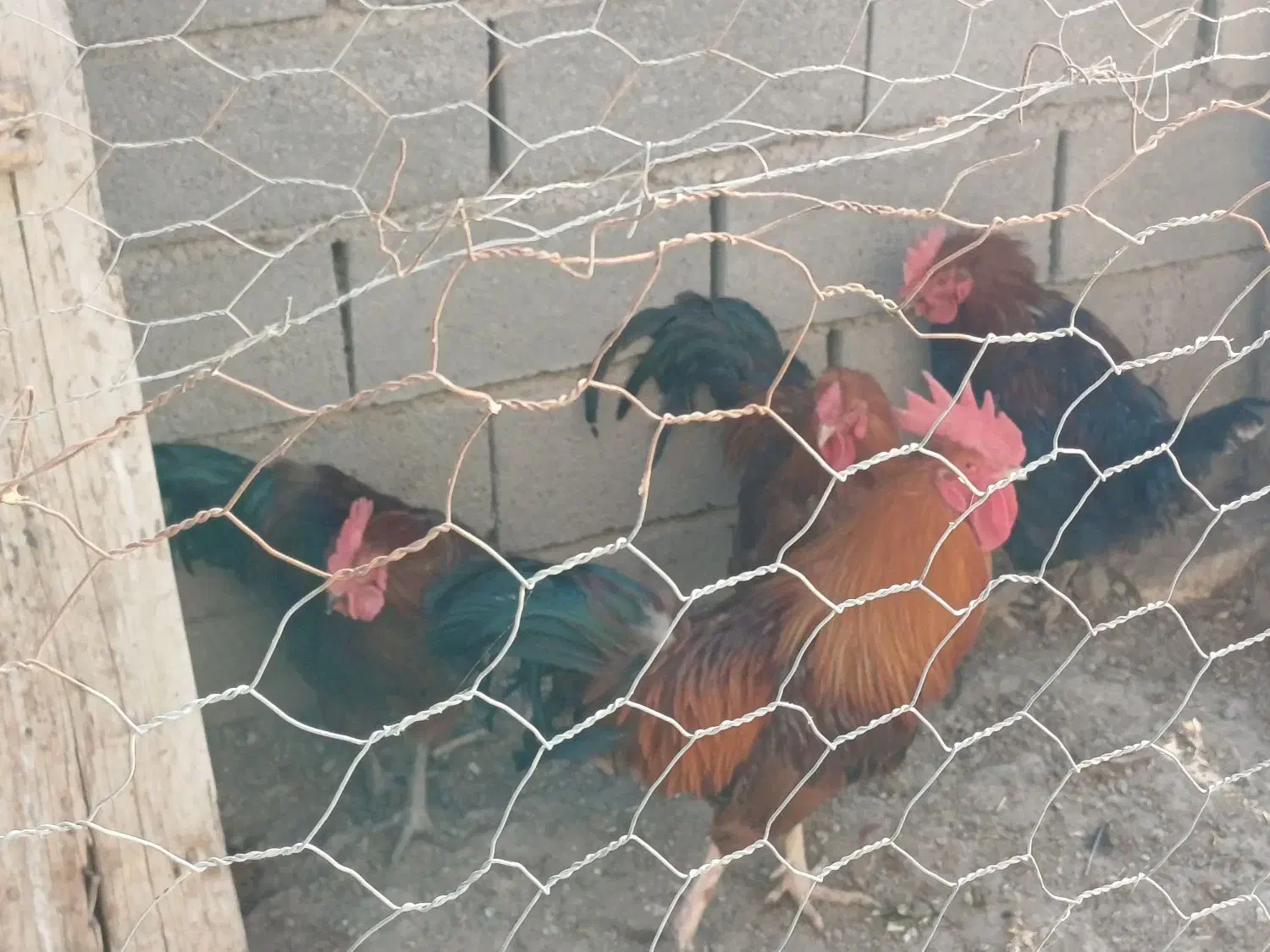 ۶عدد خروس محلی|حیوانات مزرعه|باروق, |دیوار