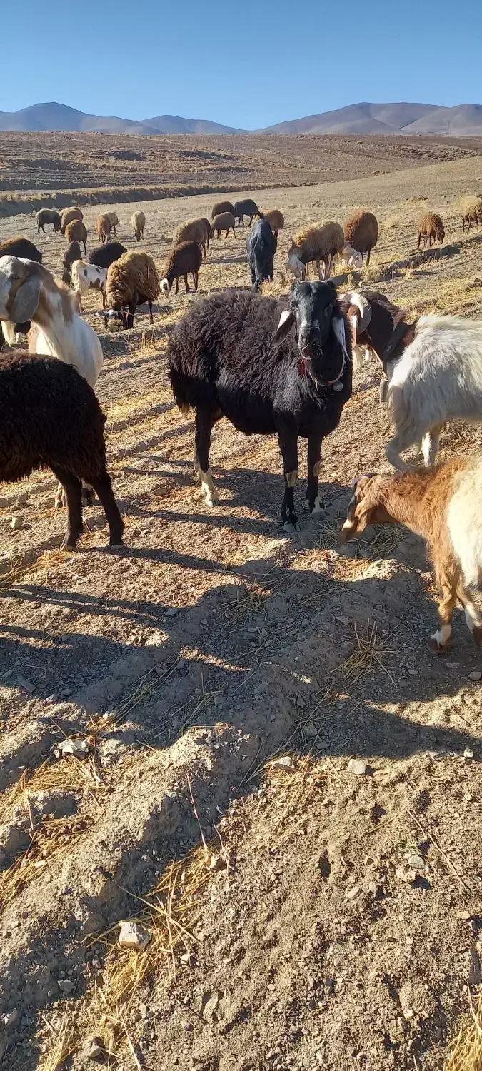 بر قوچ برا گله|حیوانات مزرعه|ملایر, |دیوار