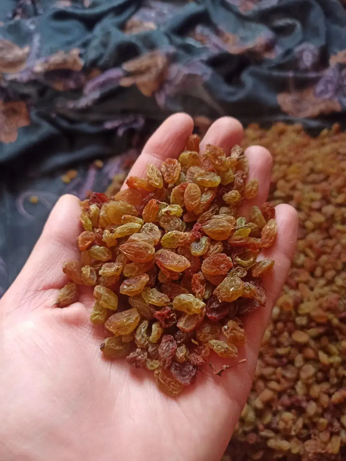 کشمش|خوردنی و آشامیدنی|قیدار, |دیوار