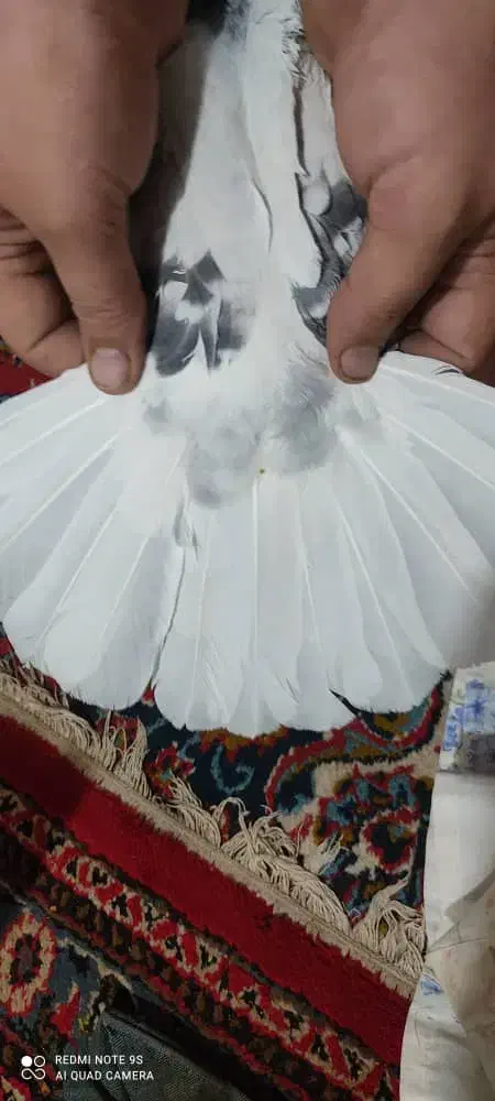 فروش کبوتر|پرنده|نگار, |دیوار