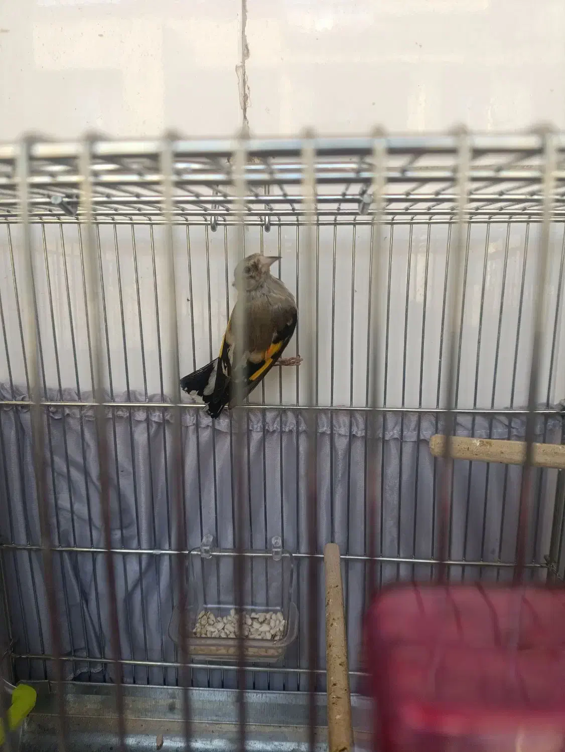 سهره|پرنده|کهریزک, |دیوار