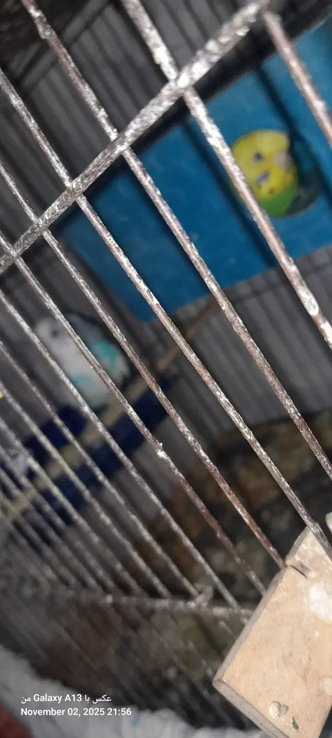 مرغ عشق تخم گذار|پرنده|رباط‌کریم, الارد|دیوار