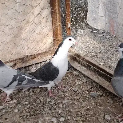 دمگیر سیالوی|حیوانات|اصفهان, جنیران (لادان)|دیوار