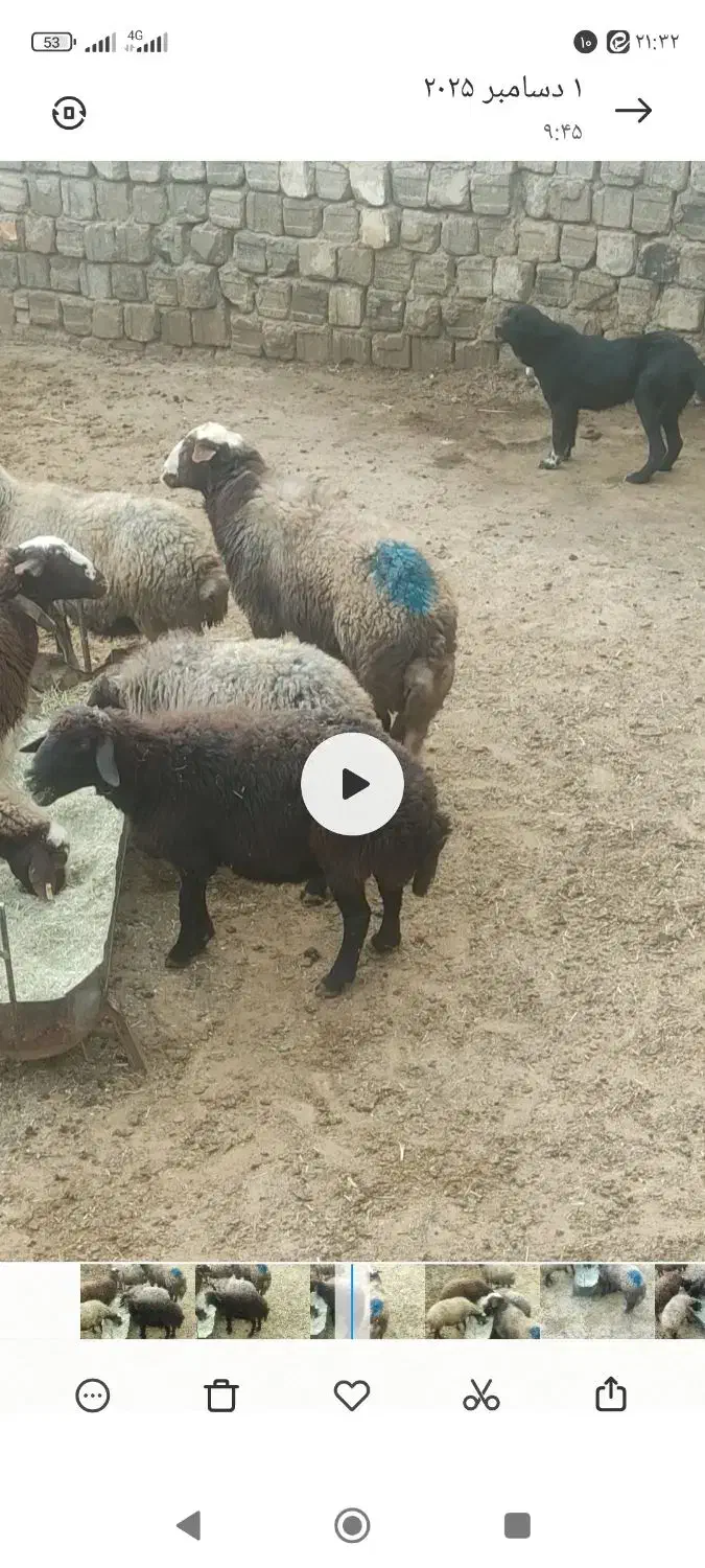 یک راس قوچ دوسال میش رون|حیوانات مزرعه|داران, |دیوار