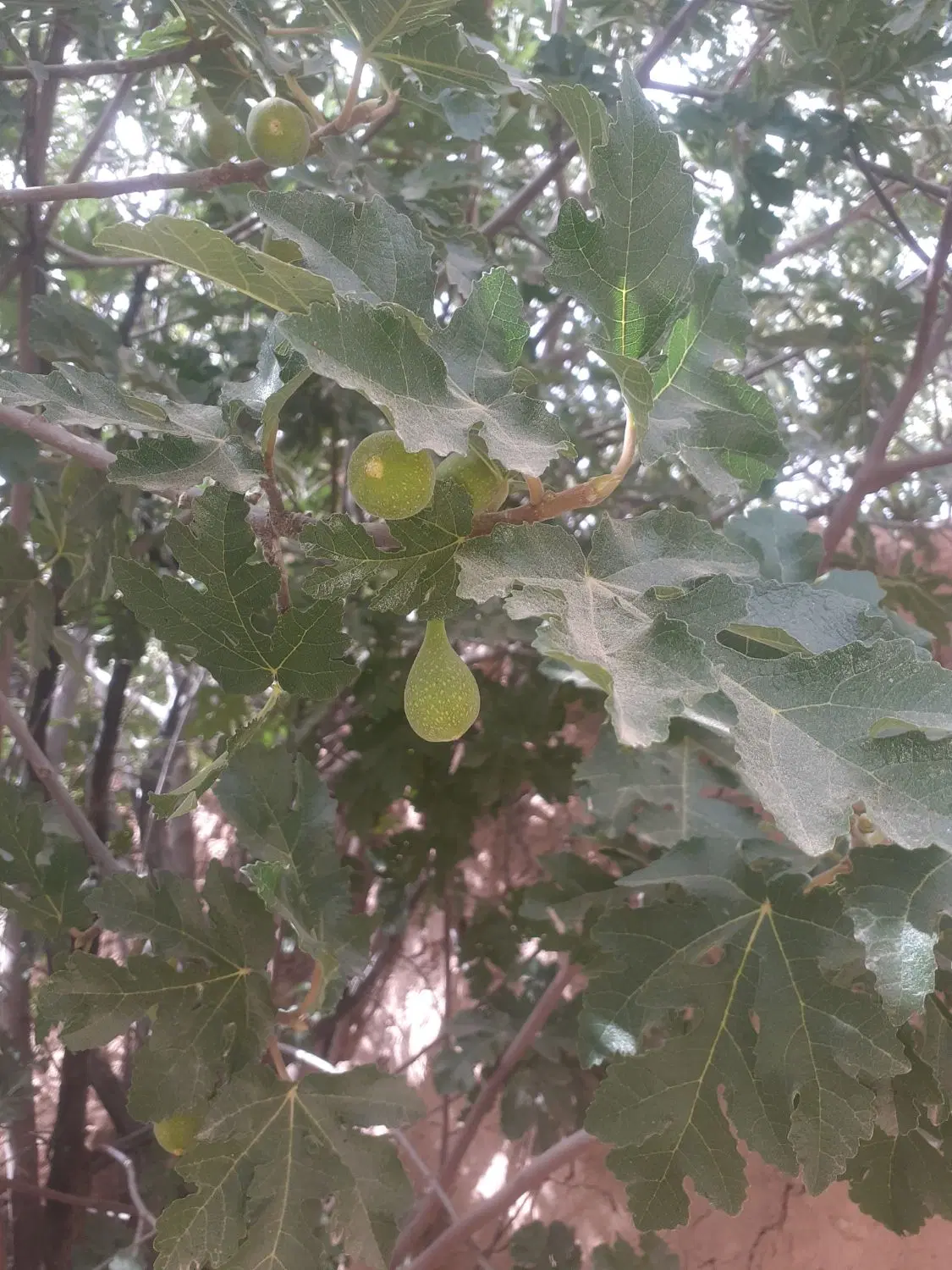 انجیر بر|خدمات باغبانی و درختکاری|شیبکوه (فارس), |دیوار