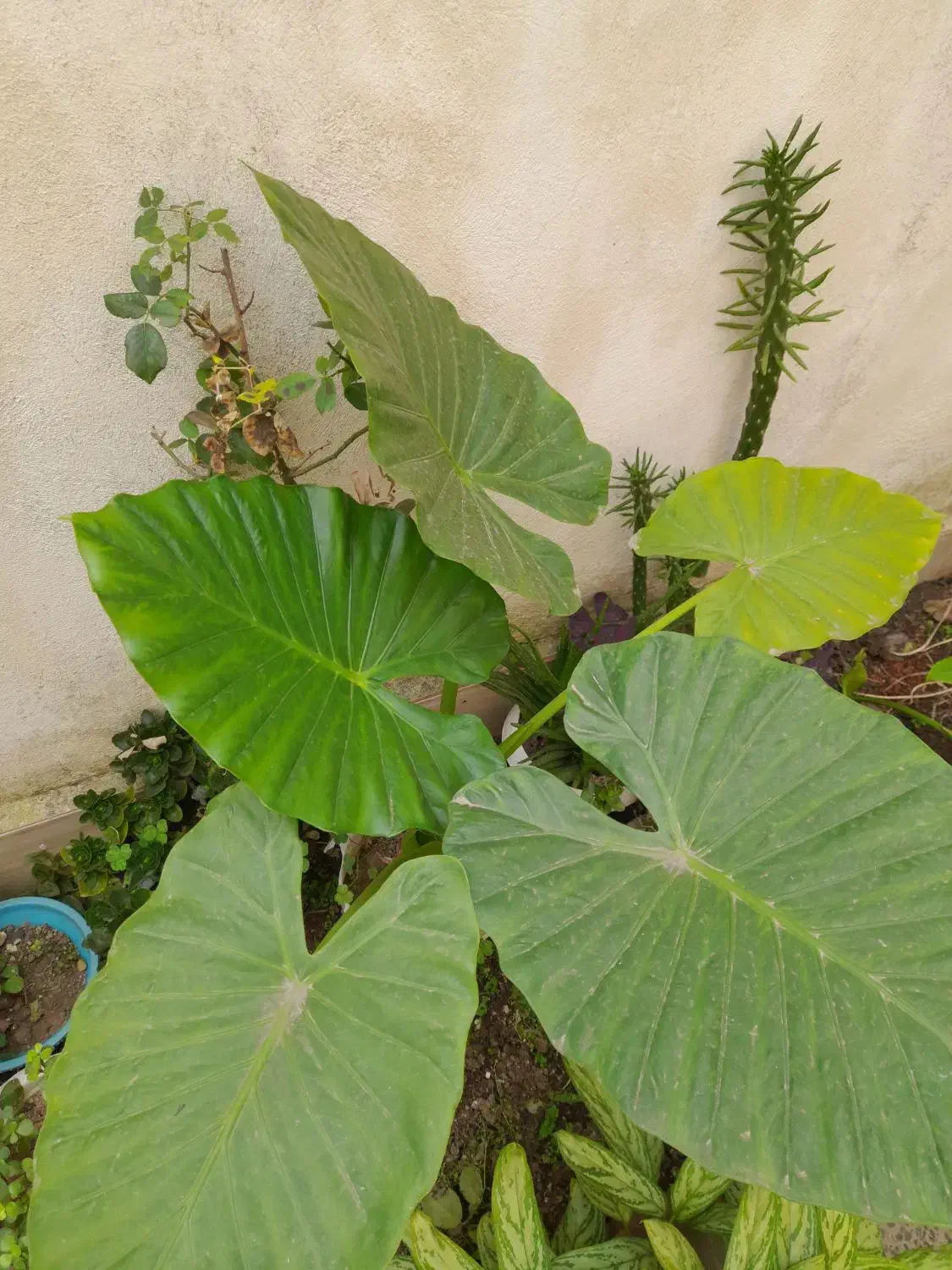 گل بابا ادم گل بنجامین و فیکوس و سیکاس|گل و گیاه طبیعی|رشت, نخودچر|دیوار