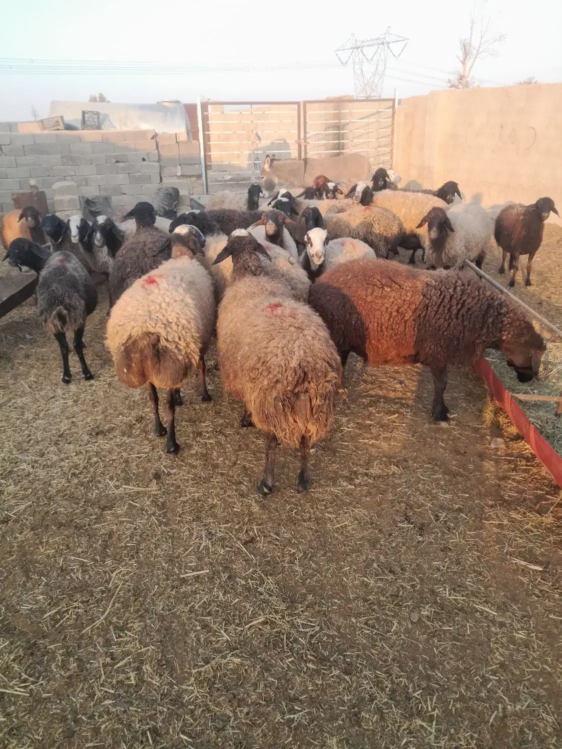 ۳۰راس میش چالی|حیوانات مزرعه|پیشوا, |دیوار