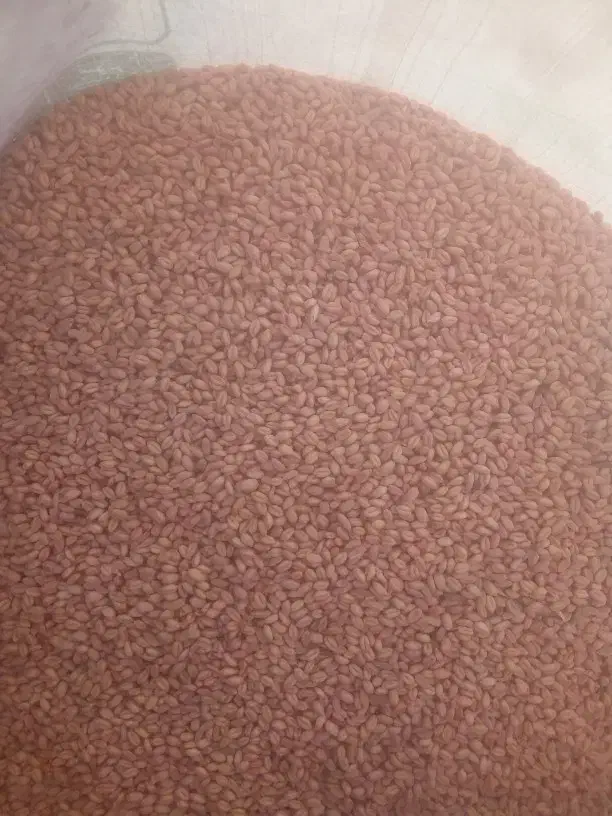 گندم بذری پیشگام|خدمات باغبانی و درختکاری|چناران, |دیوار