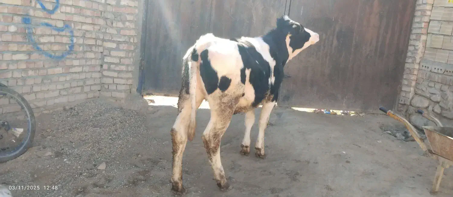 گاوماده هلشتاین300|حیوانات مزرعه|شادیان, |دیوار