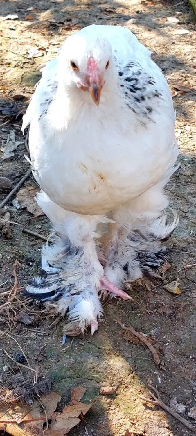 تخم نطفه دار و جوجه برهما اصل|حیوانات مزرعه|قائم‌شهر, |دیوار