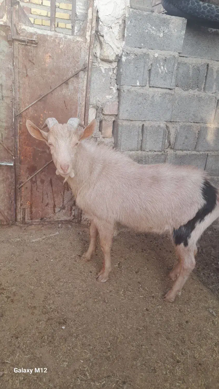 نر بز مور سان با خلوص بالا|حیوانات مزرعه|تایباد, |دیوار