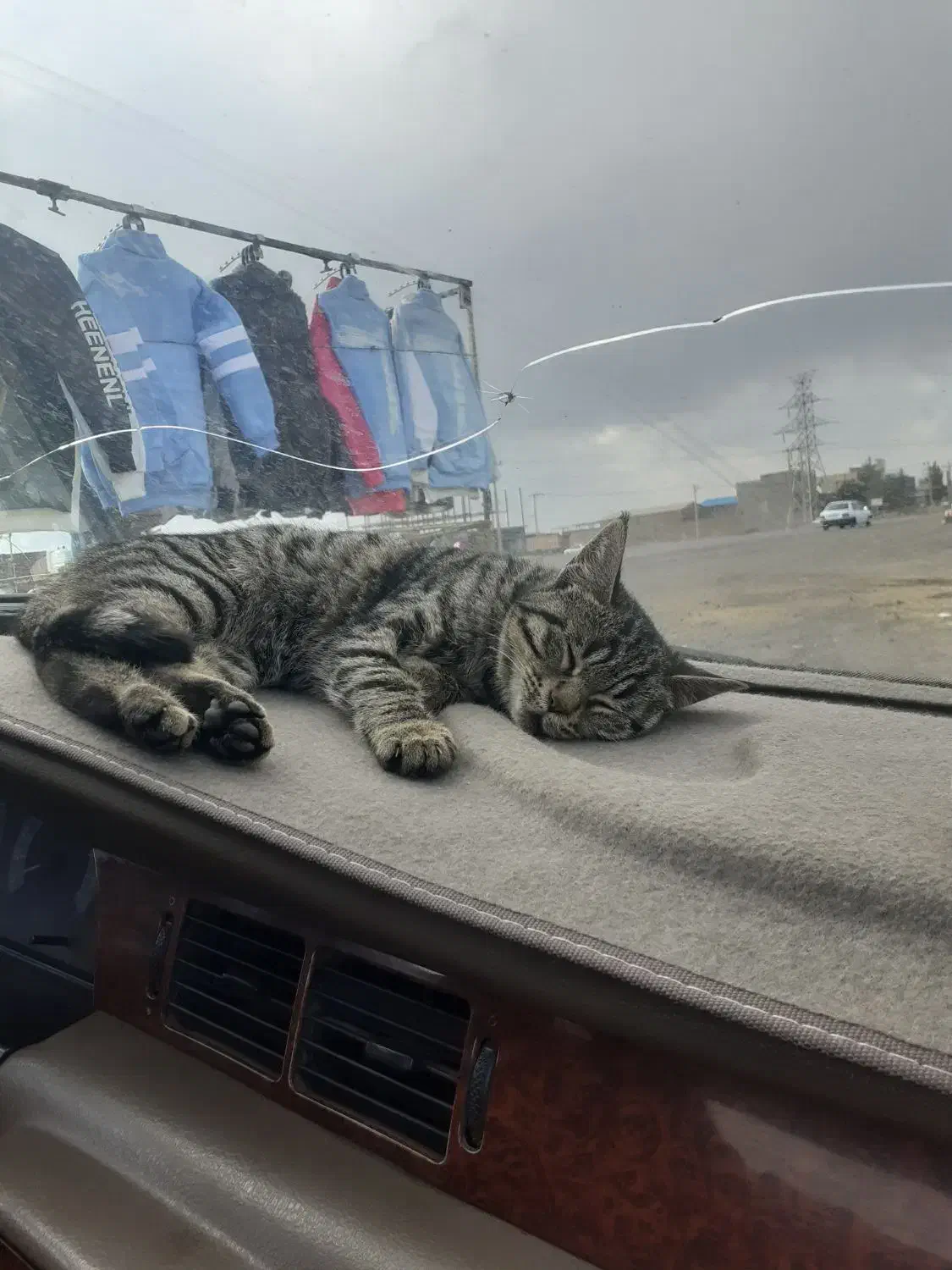 گربه گمشده|حیوانات|تربت جام, میان جام|دیوار