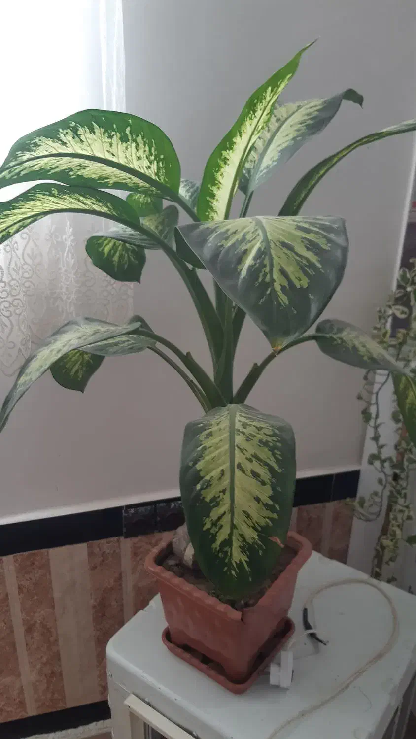 گل بزرگ وشاداب|گل و گیاه طبیعی|پیرانشهر, |دیوار