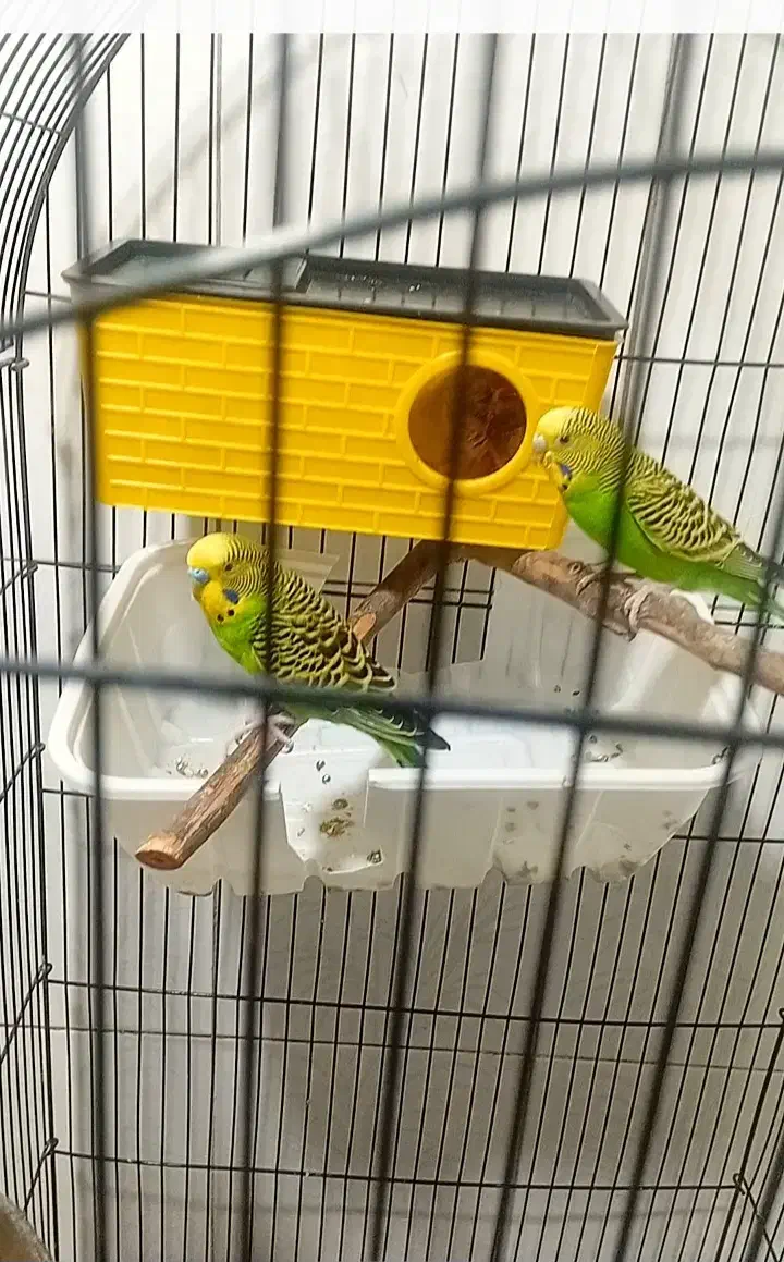 فوری|پرنده|ری, دولتآباد|دیوار