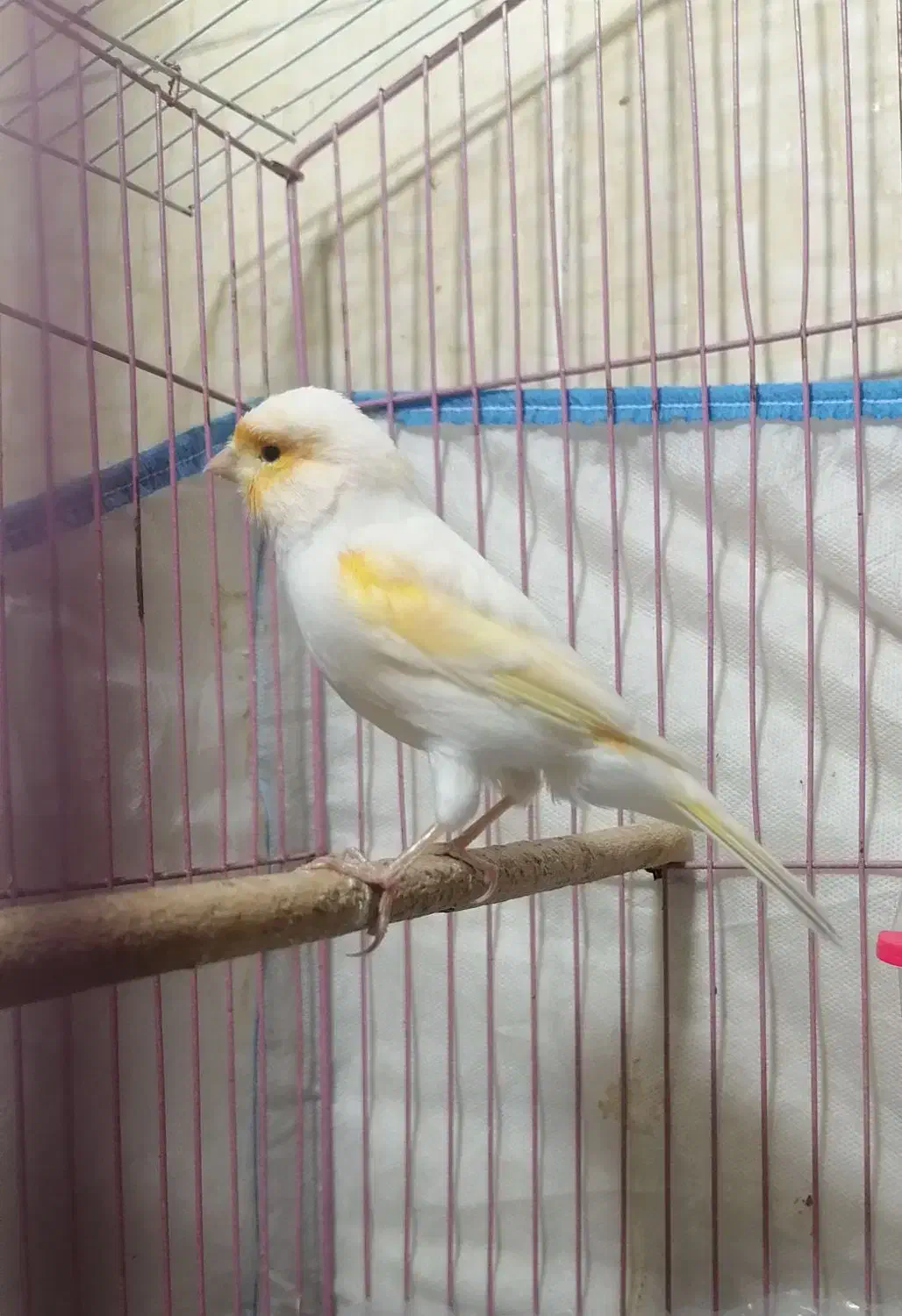 قناری موزاییکی|پرنده|شیراز, شهرک قمشه|دیوار