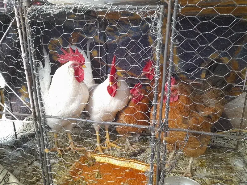 ۳عددمرغ ۲عدد خروس و یک قفس|حیوانات مزرعه|اقبالیه, |دیوار