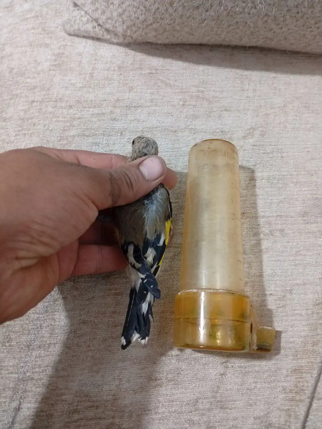 سهره کرمانی|پرنده|کرمان, |دیوار