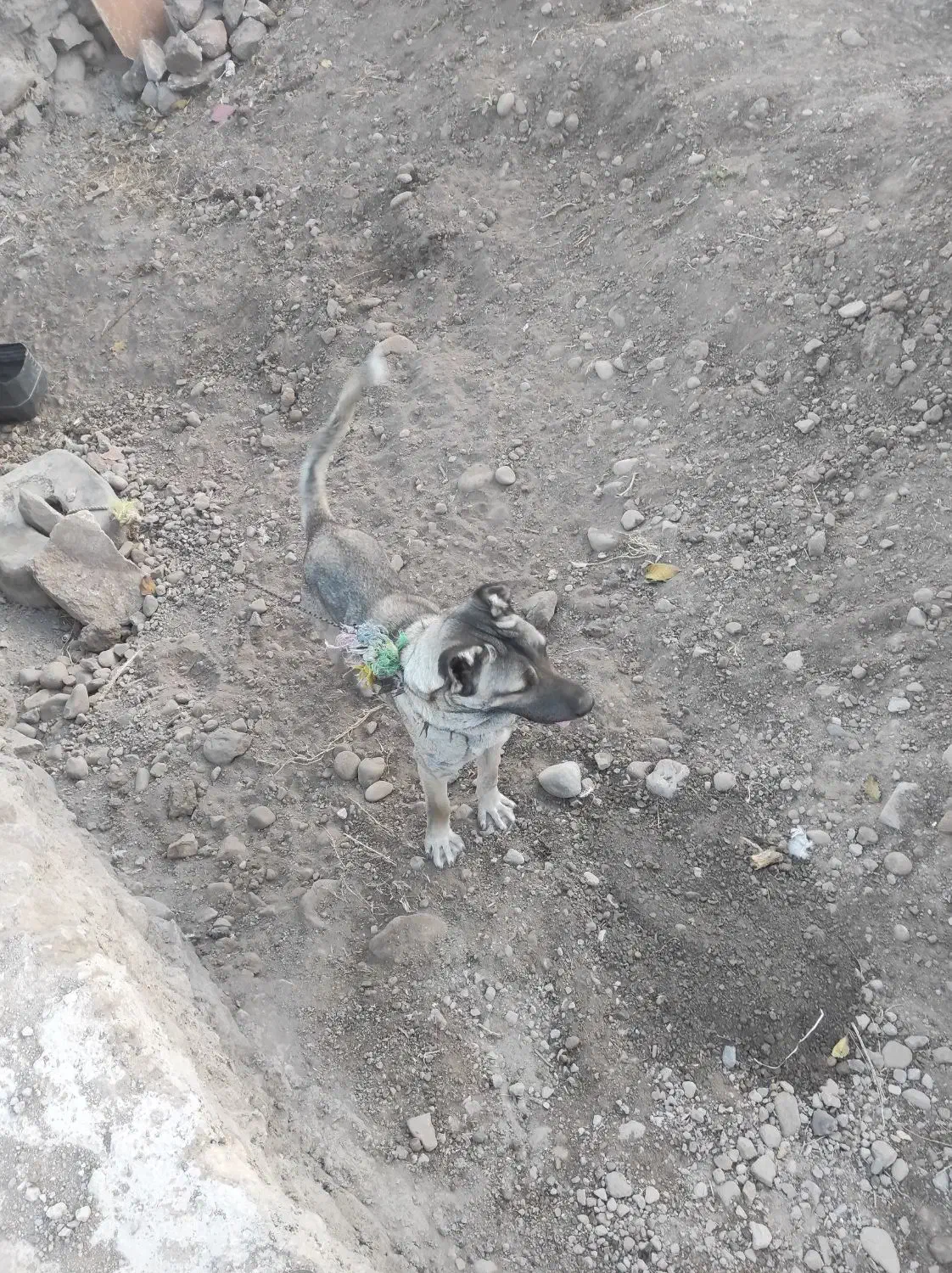 حیوانات|سگ|بستان آباد, |دیوار