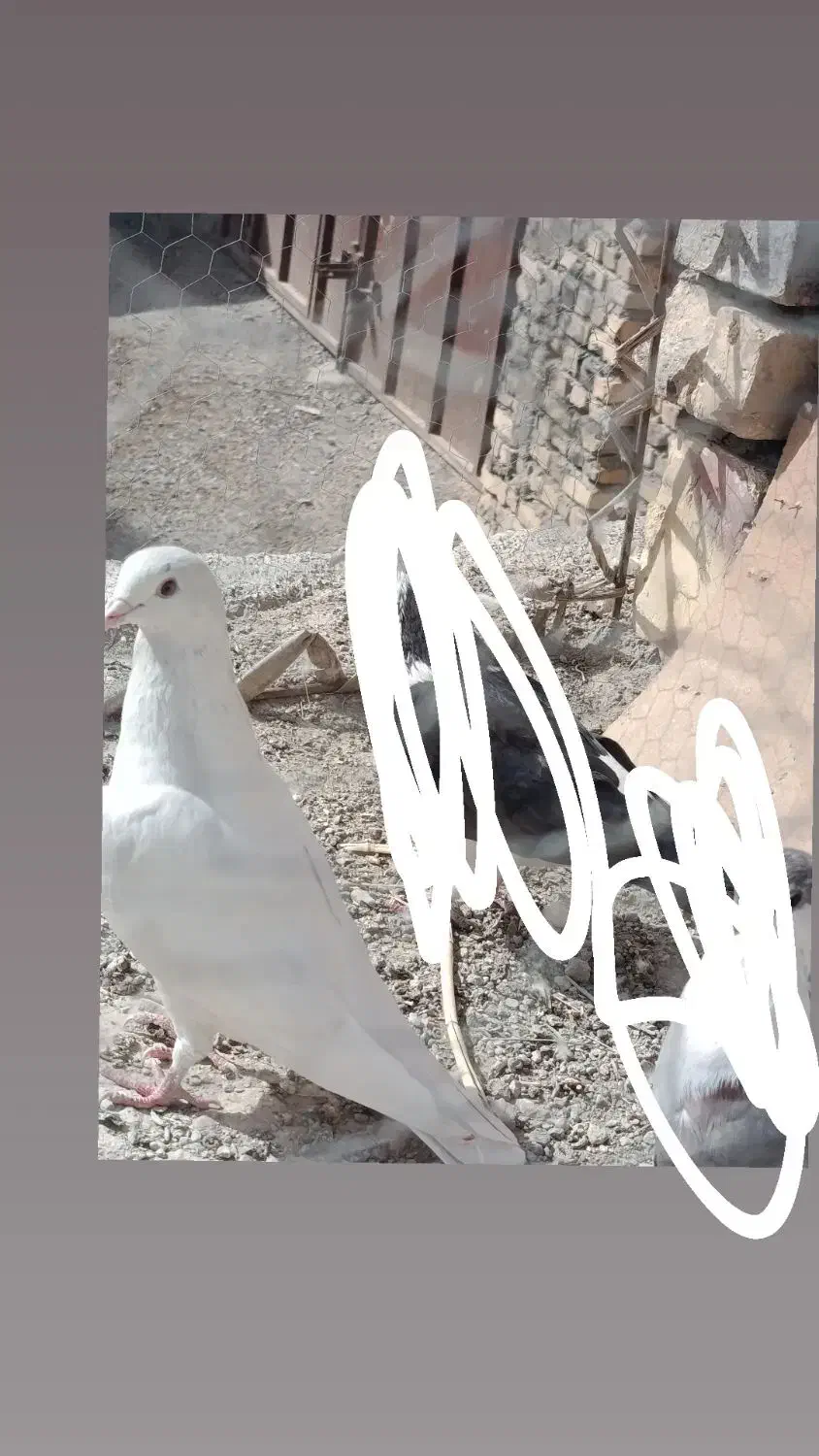کبوتر گم شد|حیوانات|زابل, |دیوار