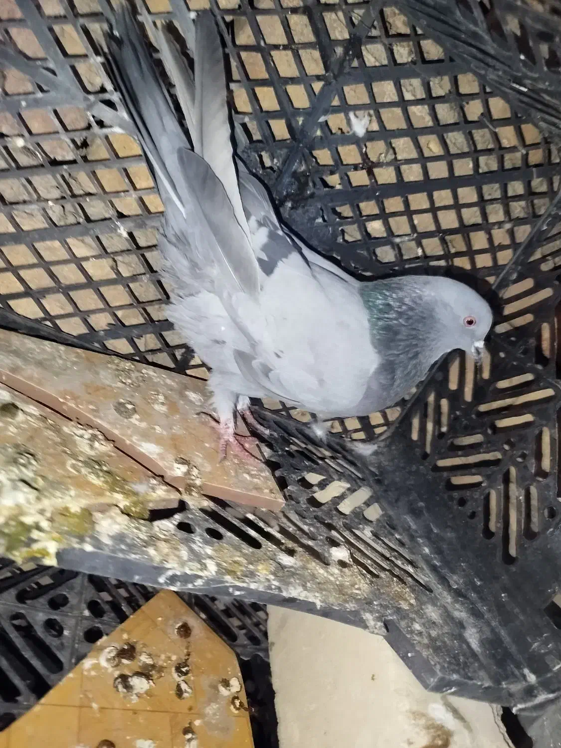 یه جفت سبز عتیقه|پرنده|ساوه, |دیوار