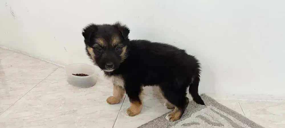 توله ژرمن دورنگ|سگ|مشهد, جاهد شهر|دیوار