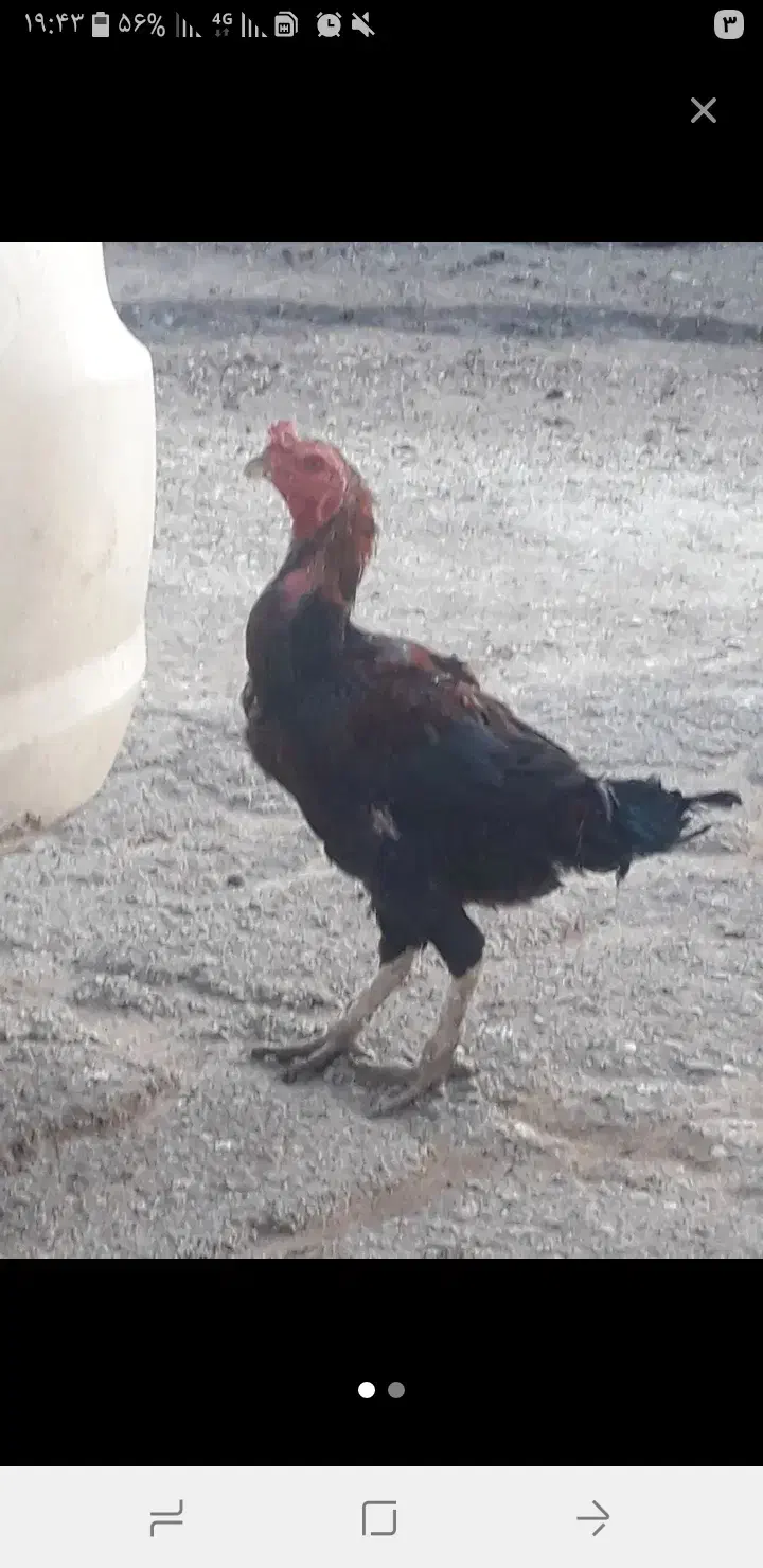 خروس لاری یک ونیم ساله|پرنده|اردبیل, |دیوار