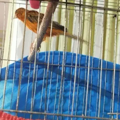 قناری نر|پرنده|کرمان, |دیوار