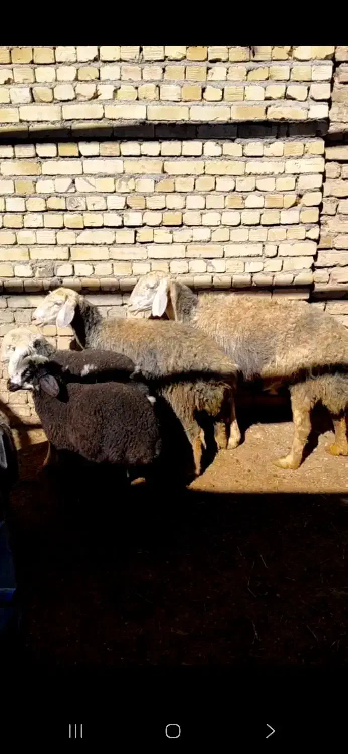 شیشک میش|حیوانات مزرعه|قزوین, |دیوار