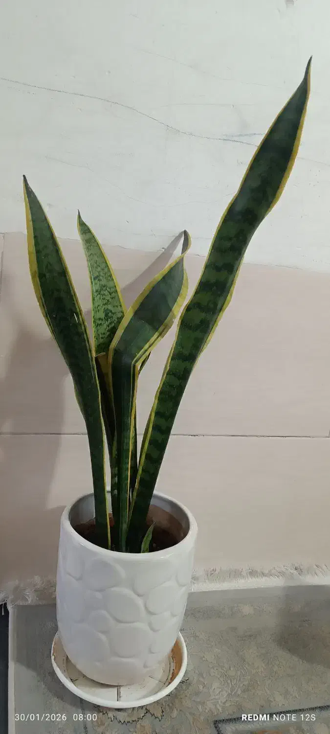 گل و گیاه آپارتمانی|گل و گیاه طبیعی|شیراز, شیخ علی چوپان|دیوار