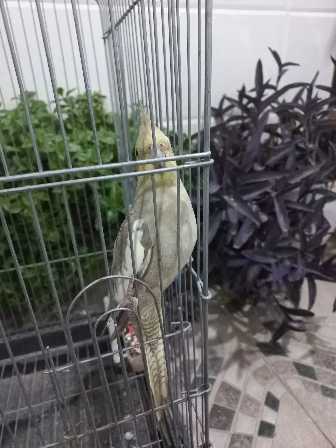 عروس هلندی|پرنده|رباطکریم, الارد|دیوار