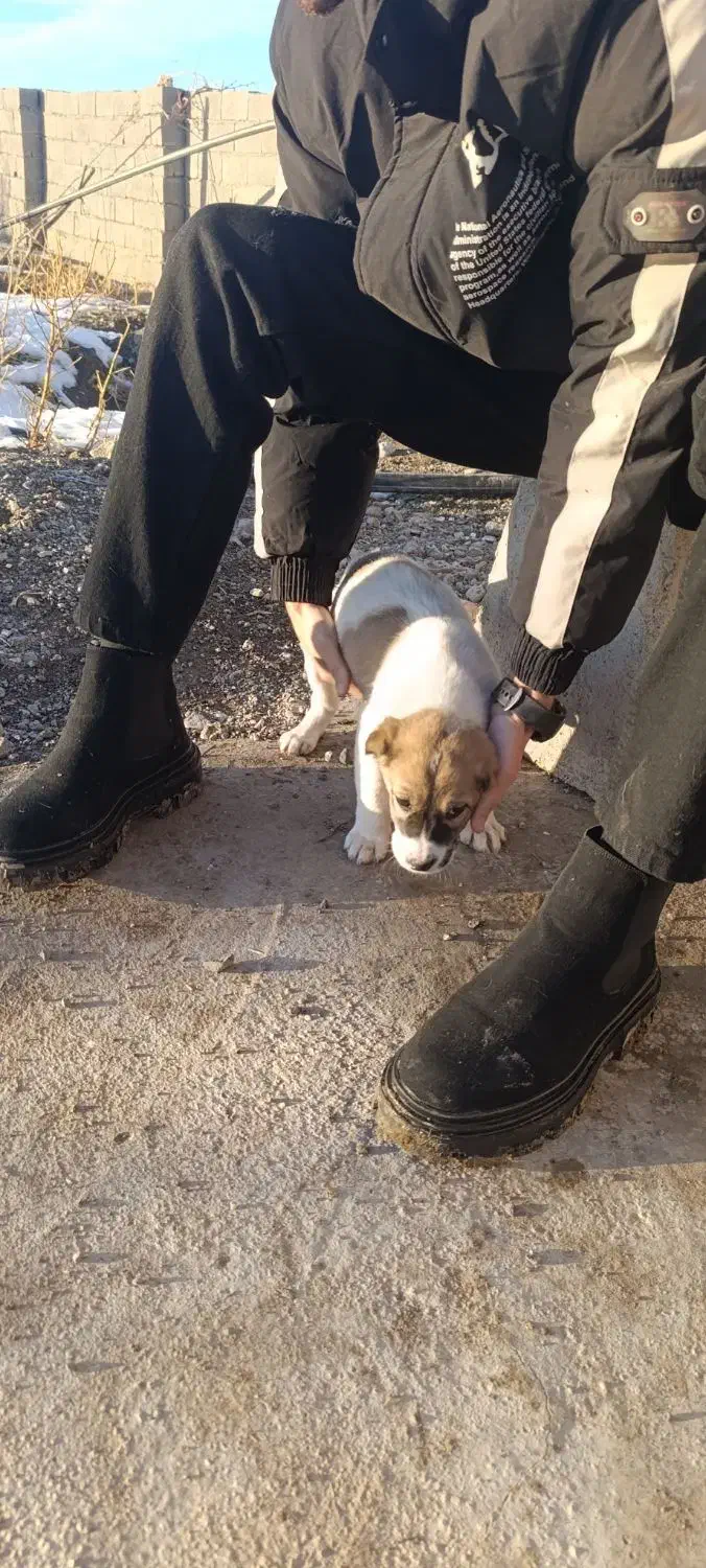 سگ گله|سگ|قلندر آباد, |دیوار